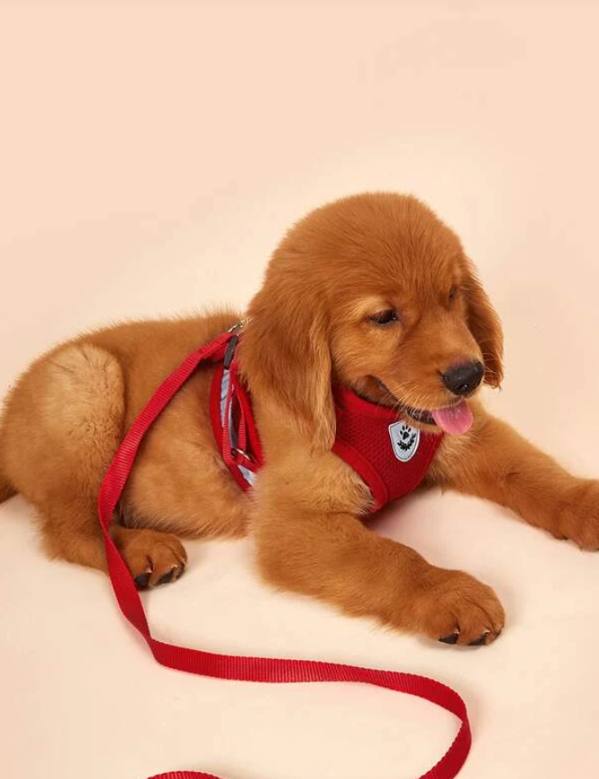 Red Breathable Mesh Dog Harness & Leash Reflective Strip